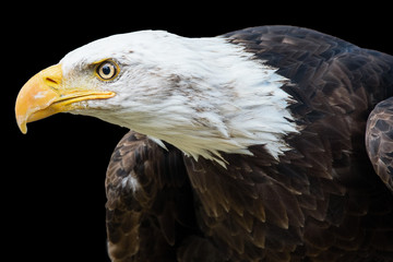 Adler