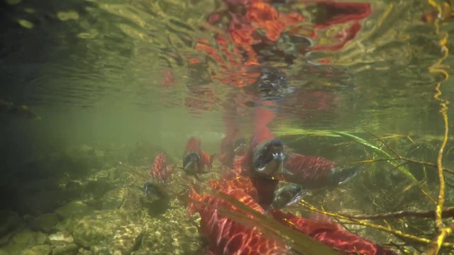 Spawning Kokanee Salmon school viewed underwater and above water in split view of rocky bottom stream with bushes