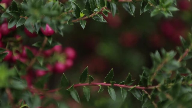 Autumn / Fall close up of red and green Bell's Seedling. evergreen shrubs with simple, leathery leaves and small, bell-shaped red flowers.