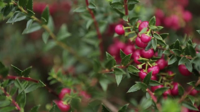 Autumn / Fall close up of red and green Bell's Seedling. evergreen shrubs with simple, leathery leaves and small, bell-shaped red flowers.