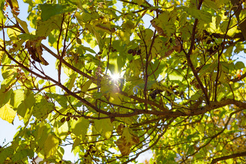 Herbst
