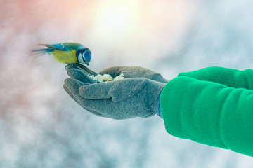 Beautifull girl pour seeds in bird feeder in winter snowy garden. Bluetit perched on a girls hand...