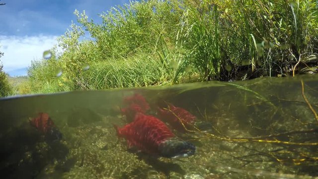 Spawning Kokanee Salmon school viewed underwater and above water in split view of rocky bottom stream with bushy riverbanks