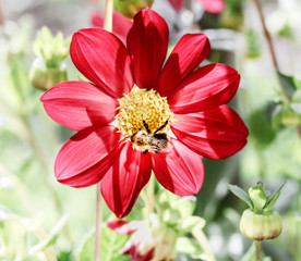 Bee on red dahlia
