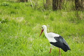 Stork walking in green field,