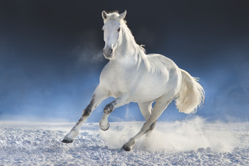 White horse run in snow field against dark background