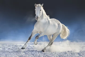 Fotobehang Witte paard uitgevoerd in sneeuwveld tegen donkere achtergrond © callipso88