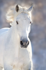White horse portrait in motion in winter frost day