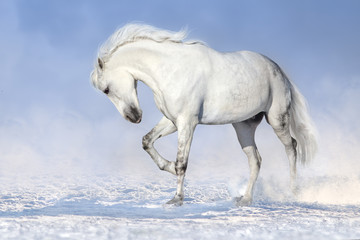 Naklejka premium Piękny biały koń biegać w śnieżnym polu