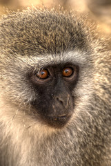 Monkey in Africa