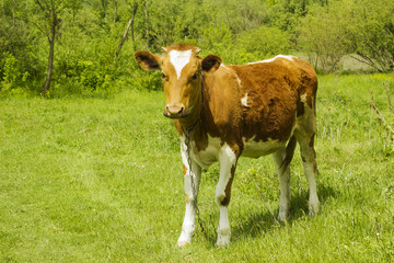 Brown calf stands on green meadow