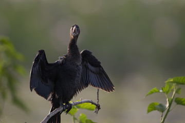 Little Cormorant