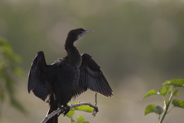 Little Cormorant