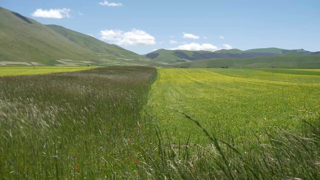Spighe di orzo al vento sui Monti Sibillini a Castelluccio di Norcia