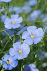 Flax flowers