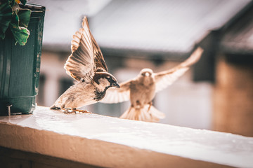 Two sparrows. One of them  takes off from the window-sill another is flying