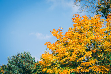 Red yellow mapple leaves over the blue sky. Place for text.