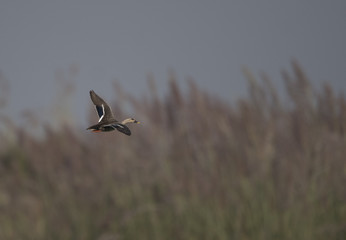 Spot billed Duck Flying