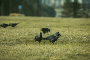Crows standing in a grass.