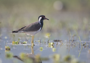 Red Walted Lapwing