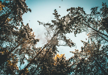 Snow falling from pine trees in winter. Blue sky on a background.