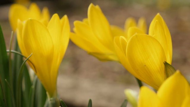 Shallow DOF Sternbergia lutea daffodil footage - Slow motion yellow autumn crocus plant close-up