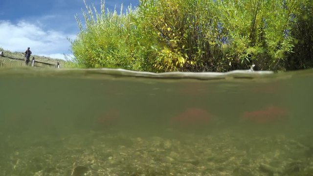 Spawning Kokanee Salmon school viewed underwater and above water in rocky bottom stream with large bush and photographer on riverbank