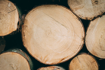 Stack of wood with annual rings
