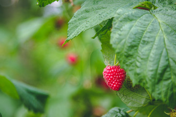 Raspberry with red ripe in the garden