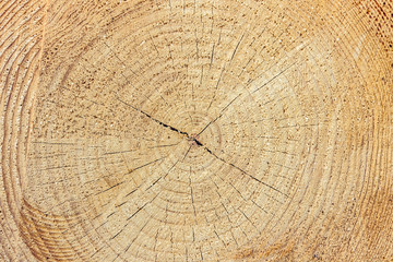 Naklejka premium Stack of wood with annual rings