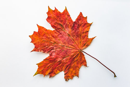 Orange maple leaf on an isolated white background