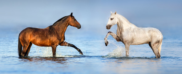 Two beautiful horses standing in blue water. Panorama for website