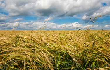 Fototapeta na wymiar wheat spike on the background of the field and sky