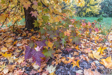l albero in autunno, foglie gialle, arancione sparse. foglie d'autunno, gli alberi in autunno 