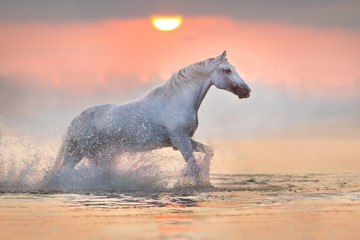 Obraz na płótnie Canvas White horse runs gallop through the water with spray at pink dawn