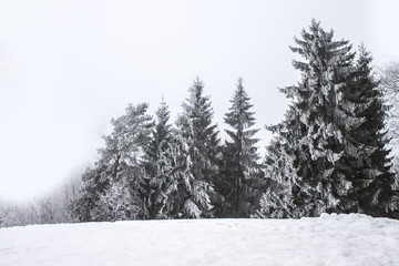 Spurces with snowy frozen branches in winter season