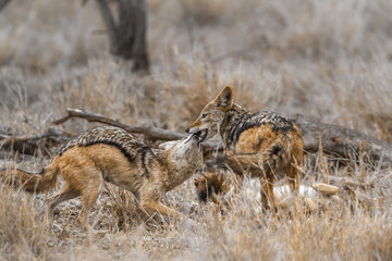 Black-backed jackal in Kruger National park, South Africa