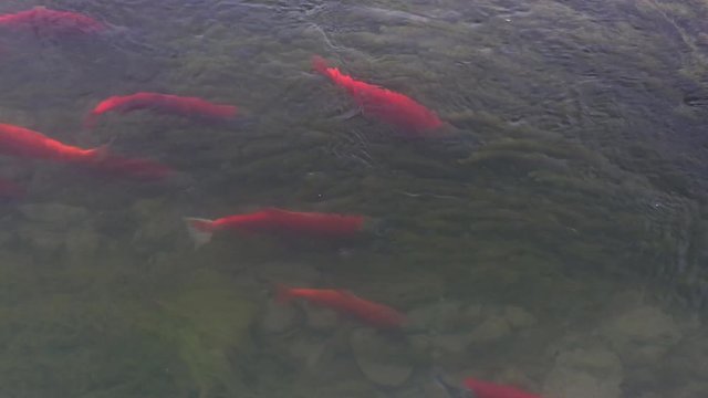 Spawingin Kokanee Salmon school swimming around in rocky bottom stream