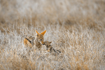 Black-backed jackal in Kruger National park, South Africa