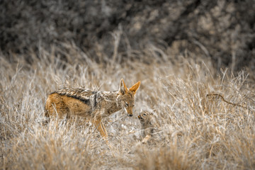 Black-backed jackal in Kruger National park, South Africa