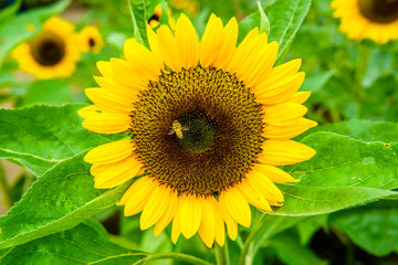 Fototapeta premium sunflower