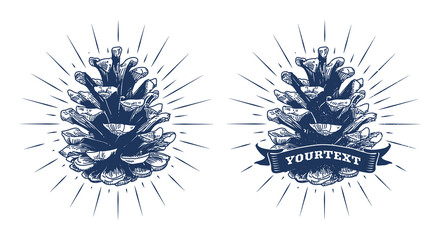 Pine cone - hand drawn vector illustration