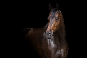 Bay horse ob black background