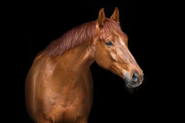 Deurstickers Rood paardportret op zwarte achtergrond © callipso88