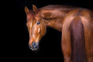 Outdoor kussens Red horse portrait on black background © callipso88
