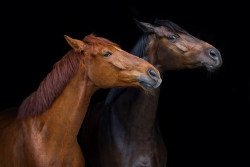 Two horse portrait on black background