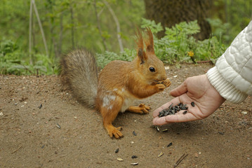 Female hand with sunflower seeds feeding a squirrel