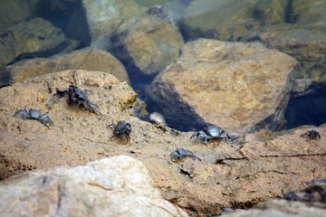 Krebse im Hafenbecken von Portimao an der Algarve.