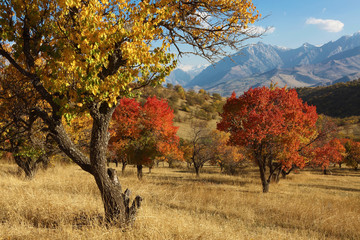 Autumn in the mountains. Uzbekistan.
