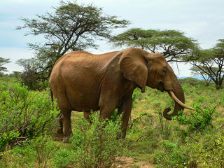 Fototapeta na wymiar Herd of Young and Old Elephants in Samburu National Park, Kenya